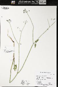 Torilis japonica image