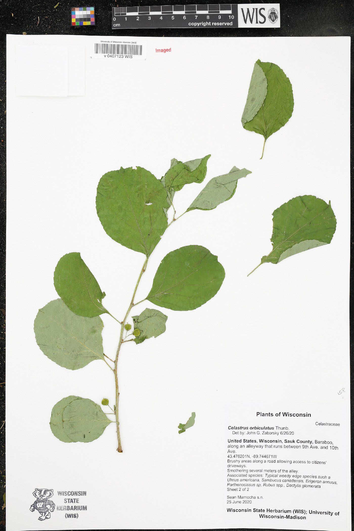 Celastrus orbiculatus image