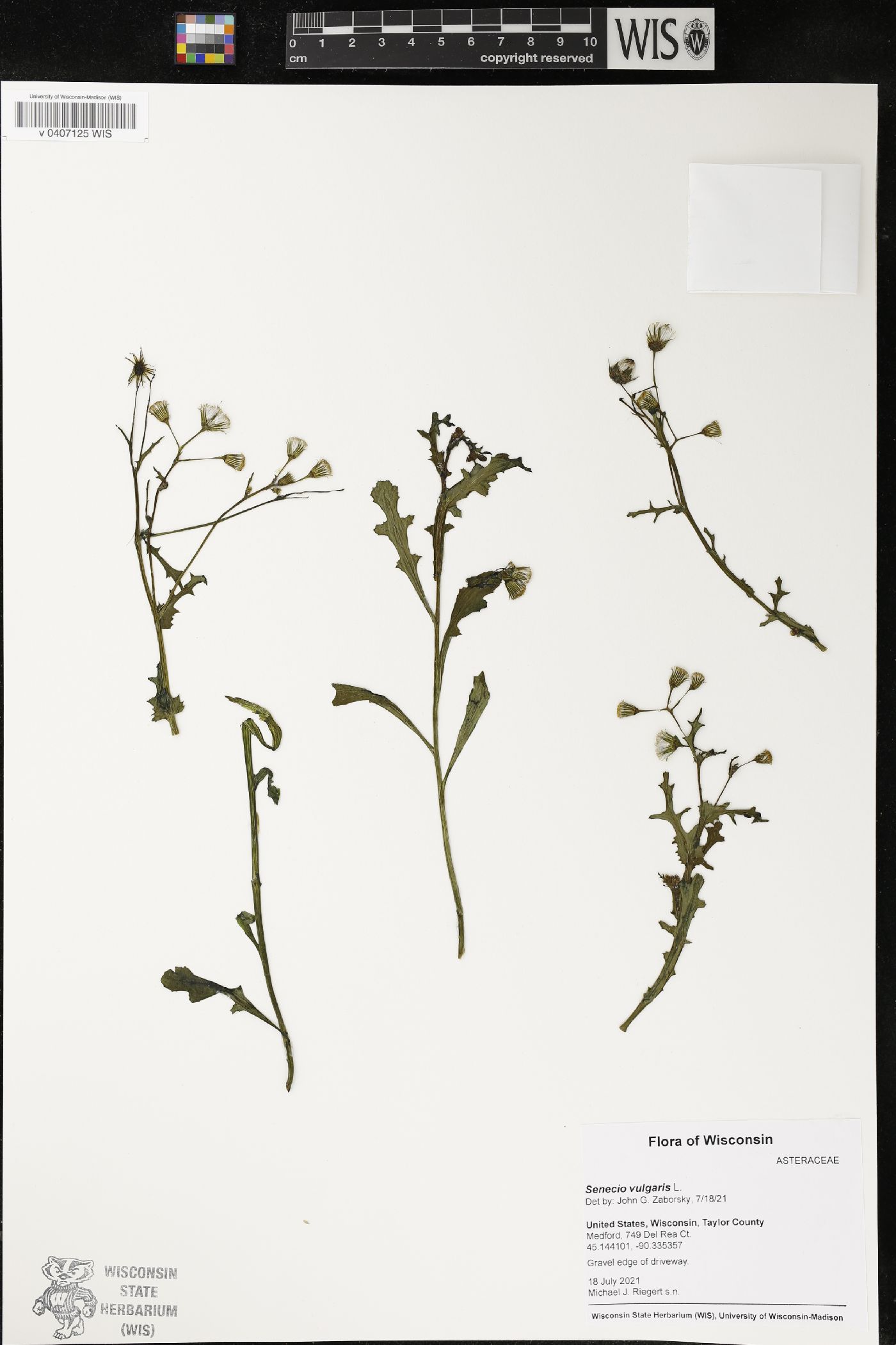 Senecio vulgaris image