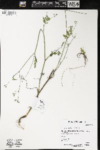 Torilis japonica image