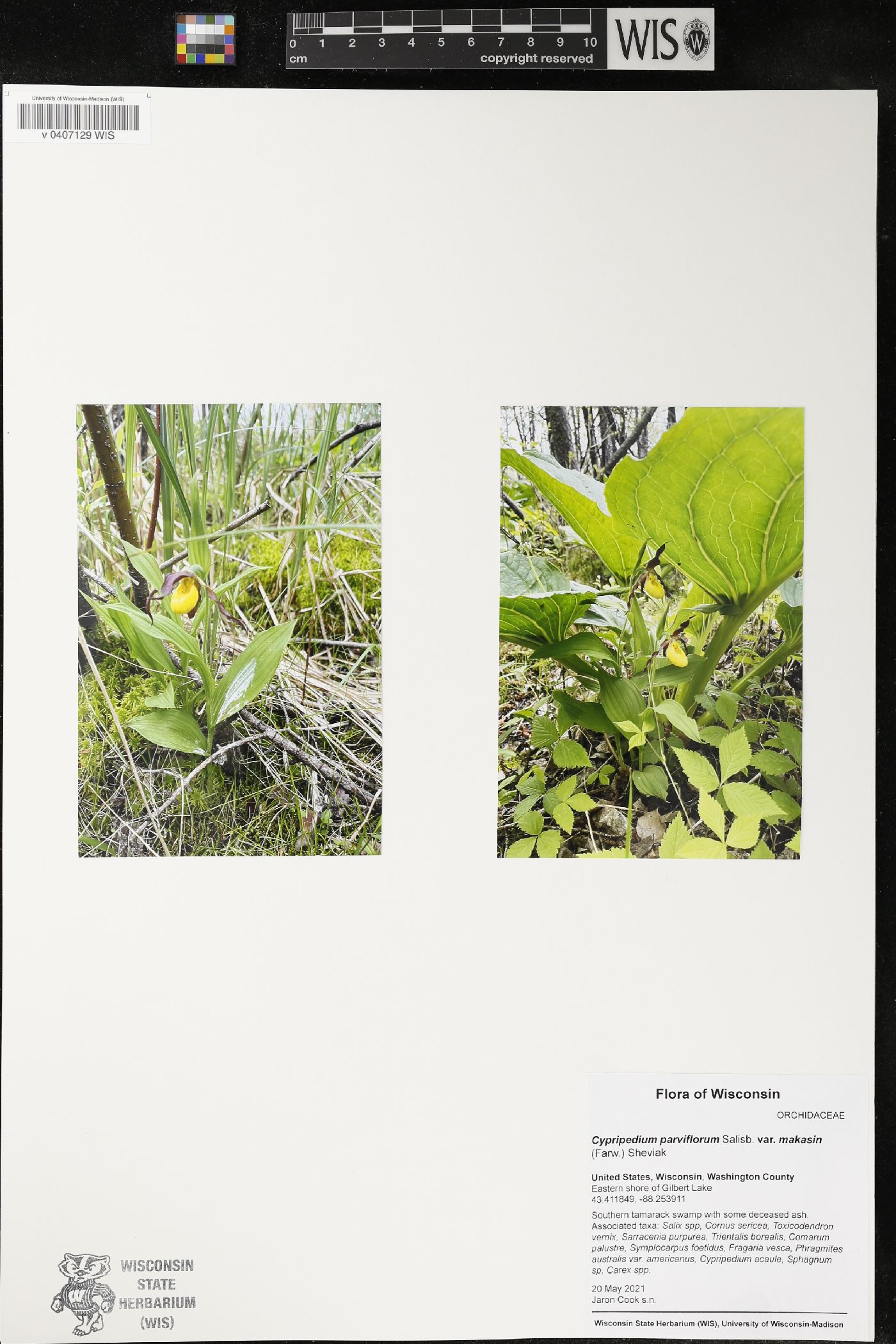 Cypripedium parviflorum var. makasin image