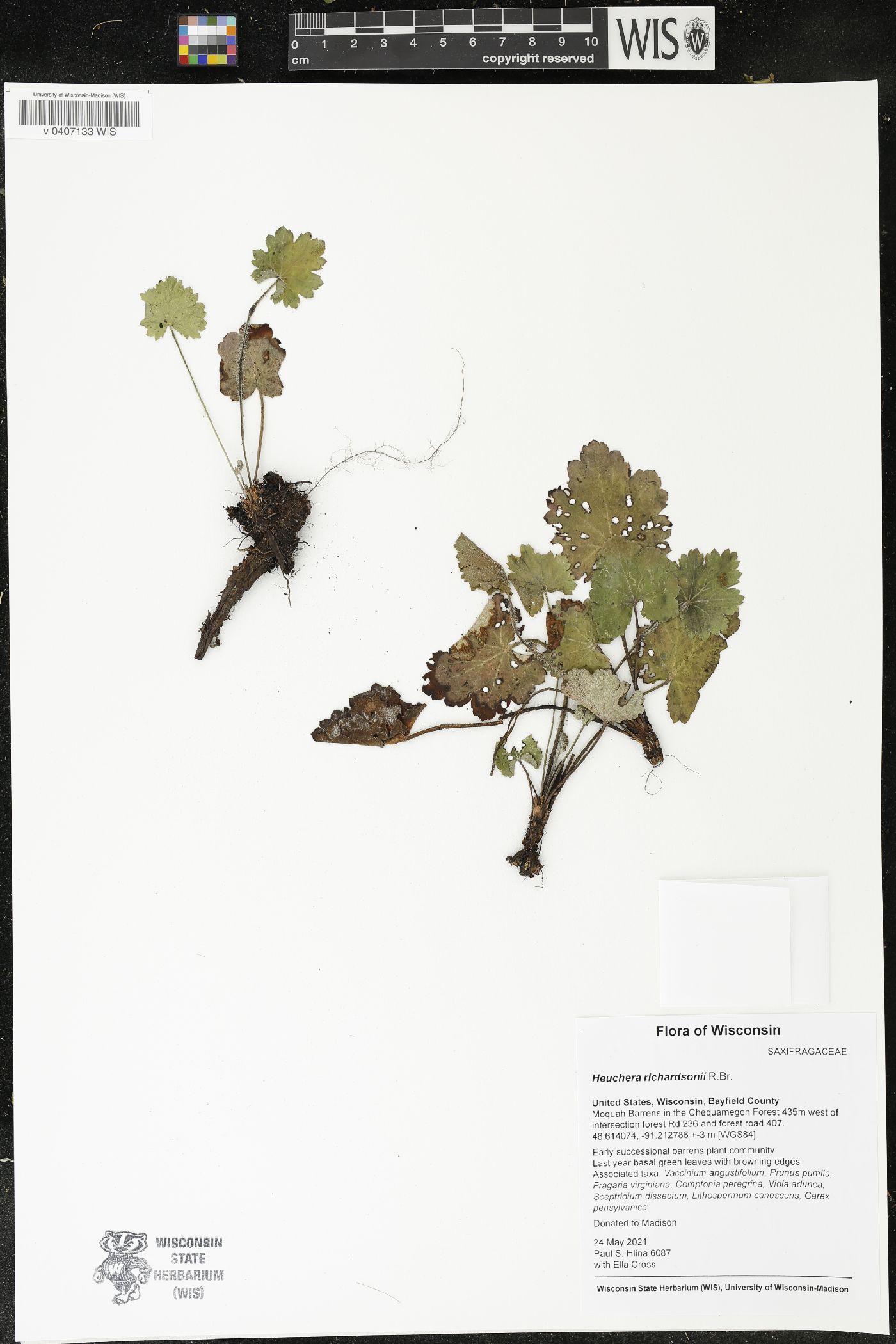 Heuchera richardsonii image