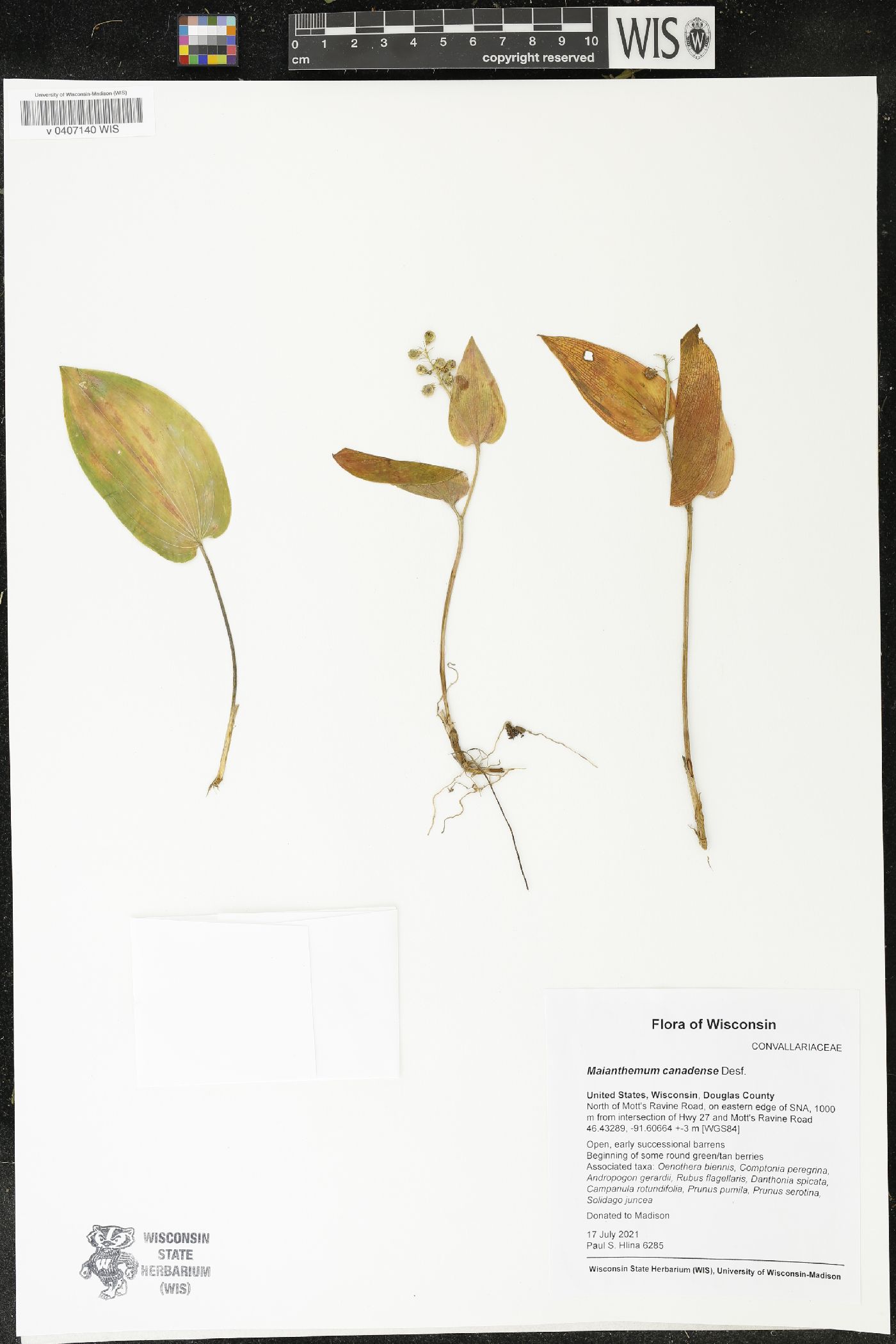 Maianthemum canadense image