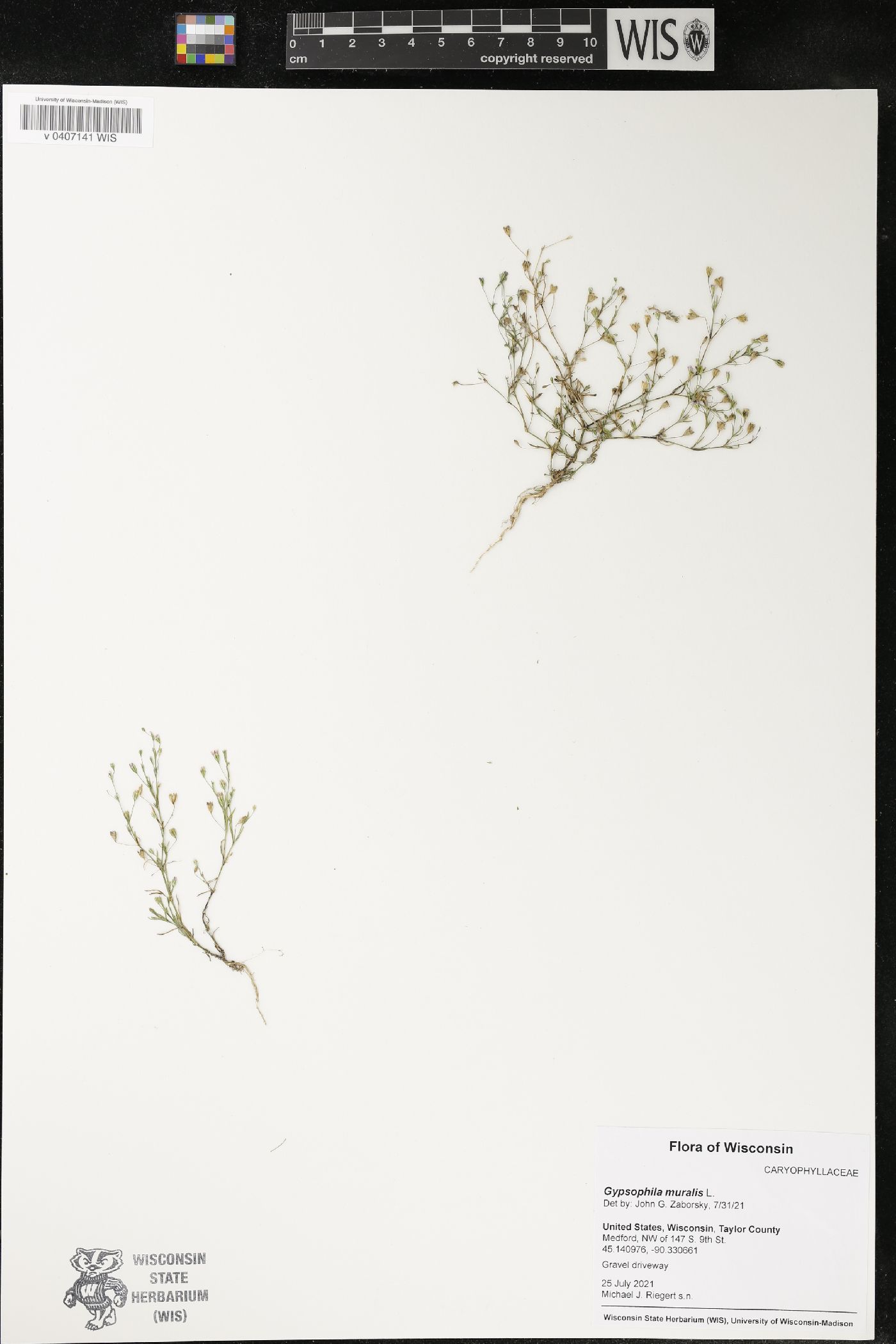 Gypsophila muralis image