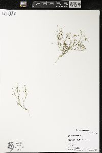 Gypsophila muralis image