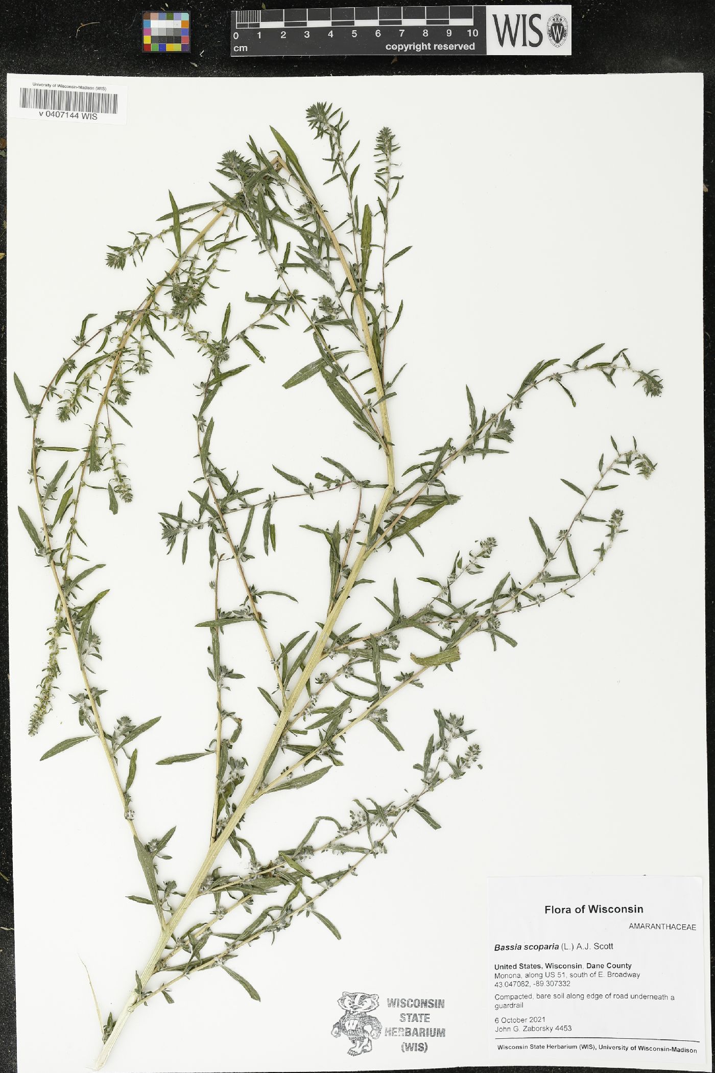Bassia scoparia image