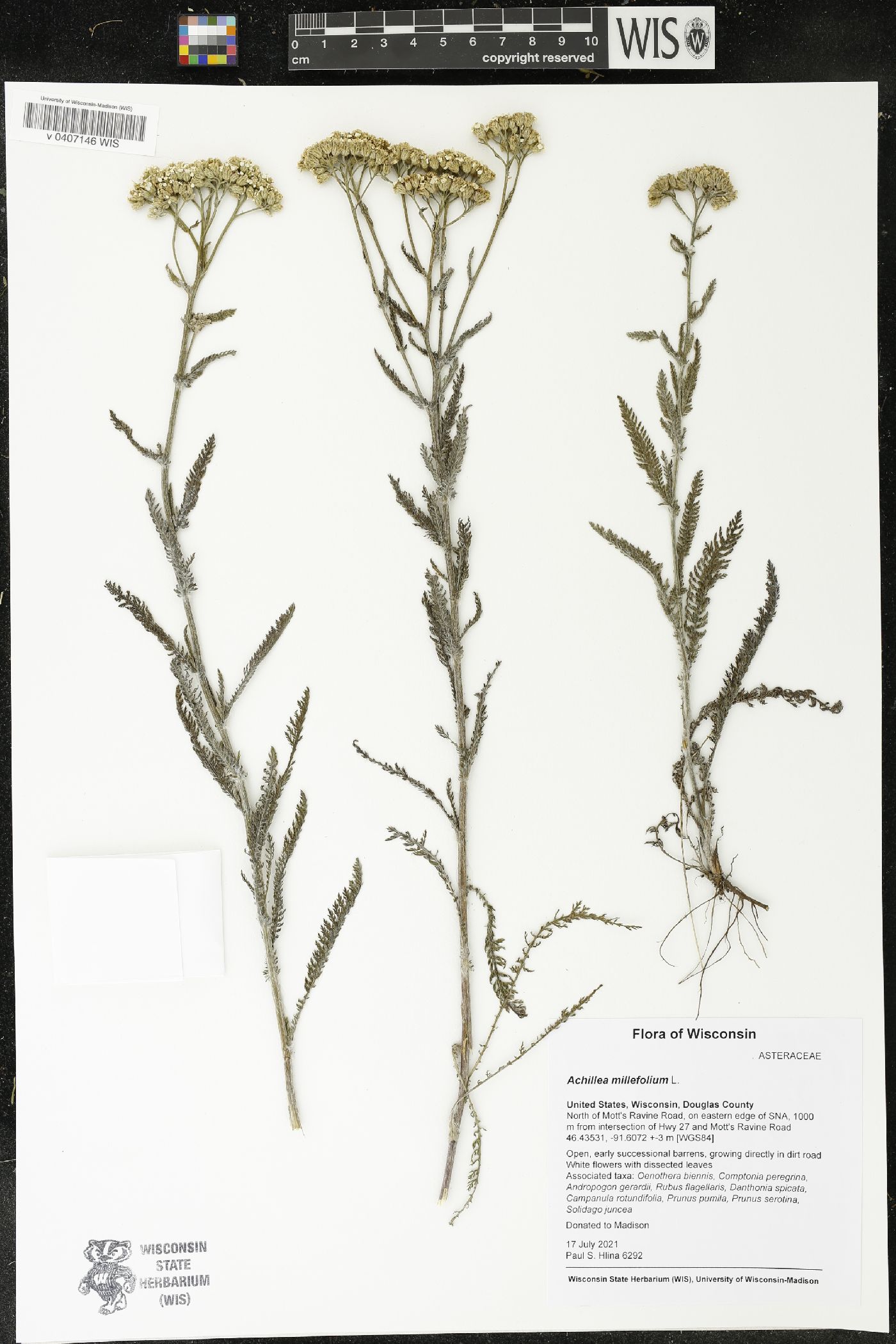 Achillea millefolium image