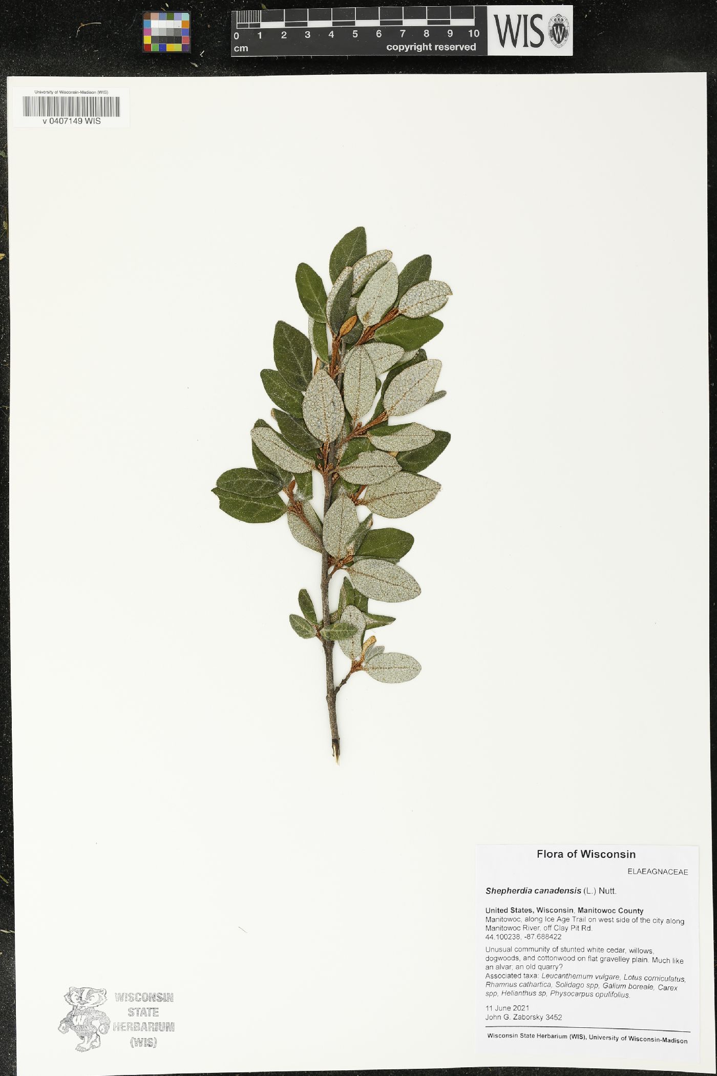 Shepherdia canadensis image