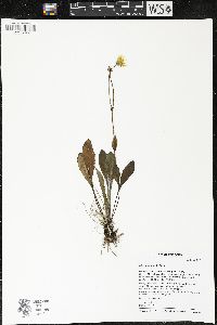 Hieracium umbellatum image