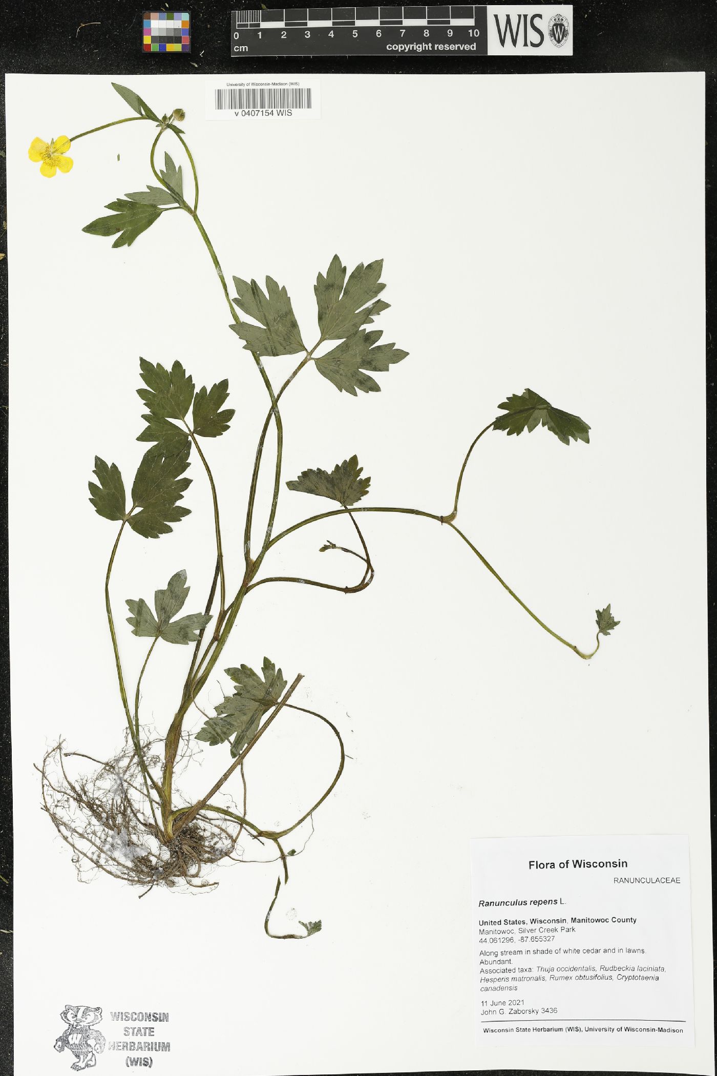 Ranunculus repens image
