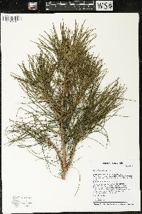 Pinus banksiana image