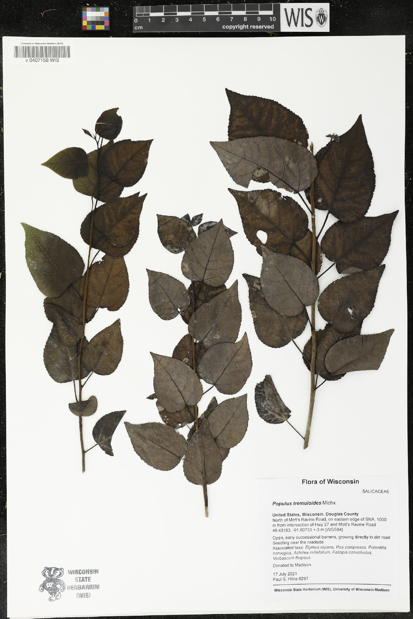 Populus tremuloides image