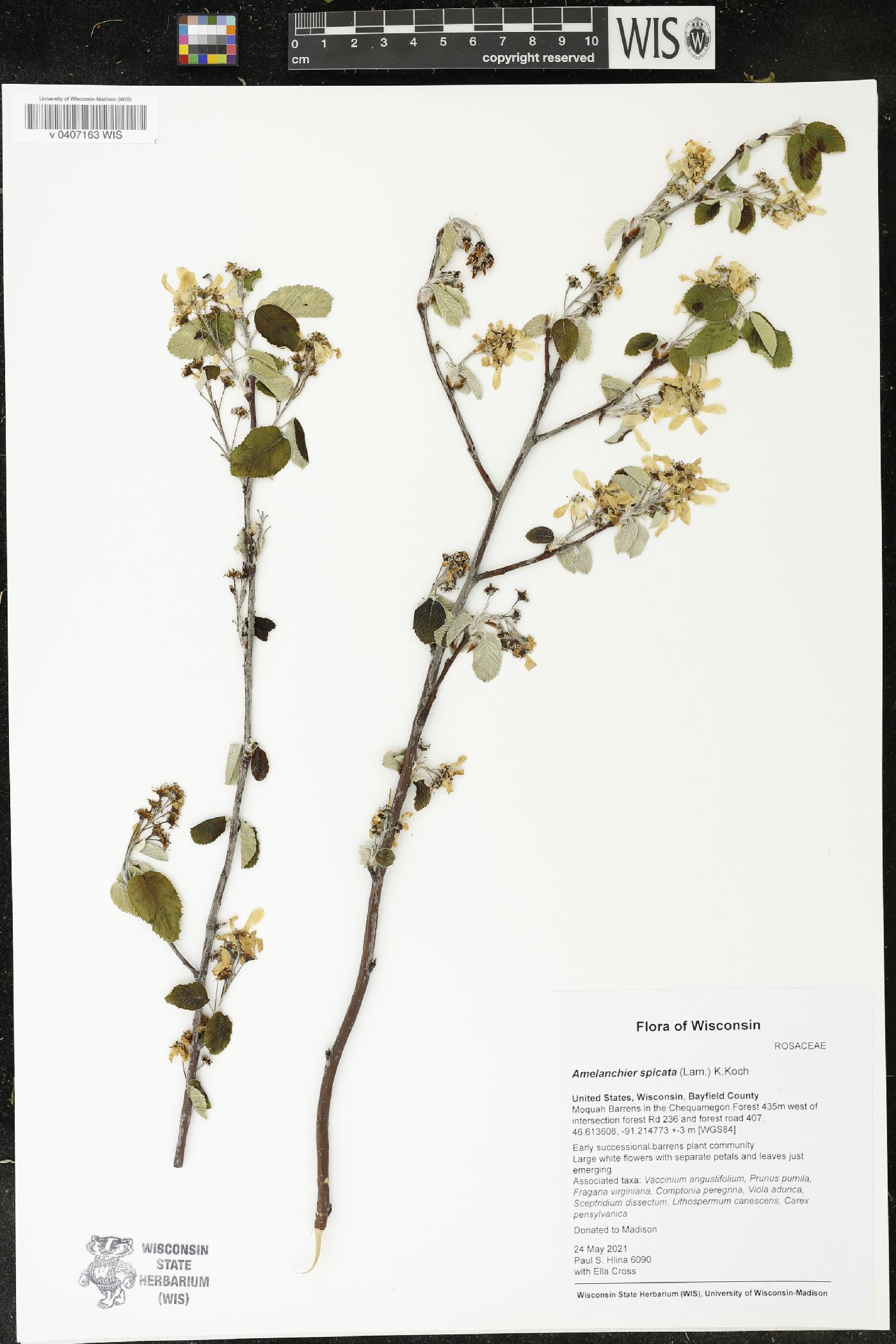 Amelanchier spicata image