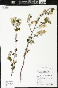 Amelanchier spicata image