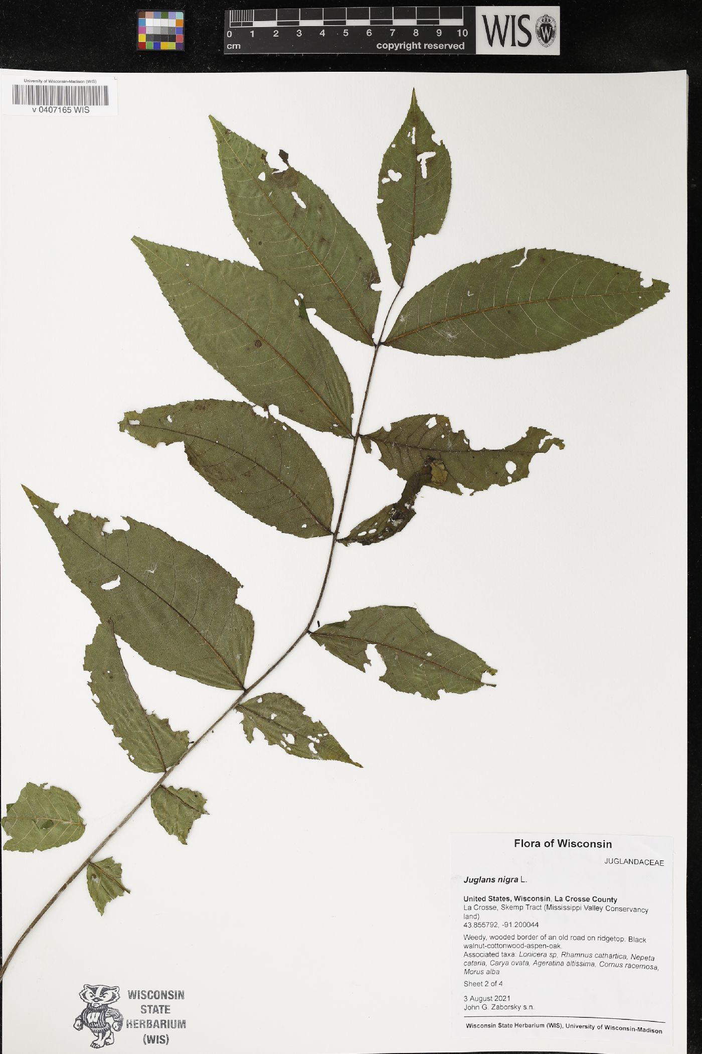Juglans nigra image