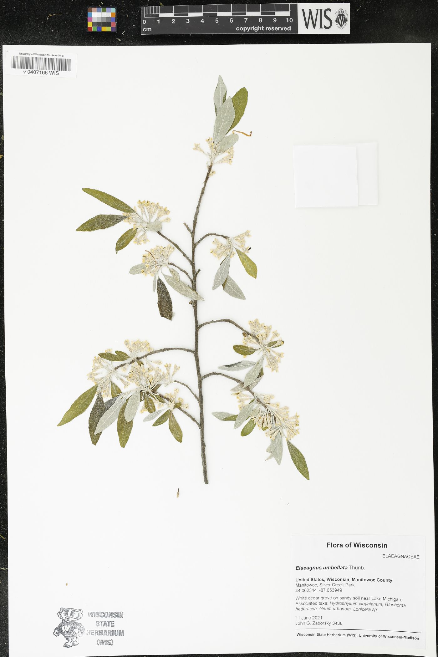 Elaeagnus umbellata image