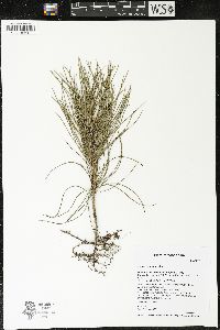 Pinus resinosa image