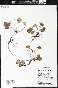 Waldsteinia fragarioides image