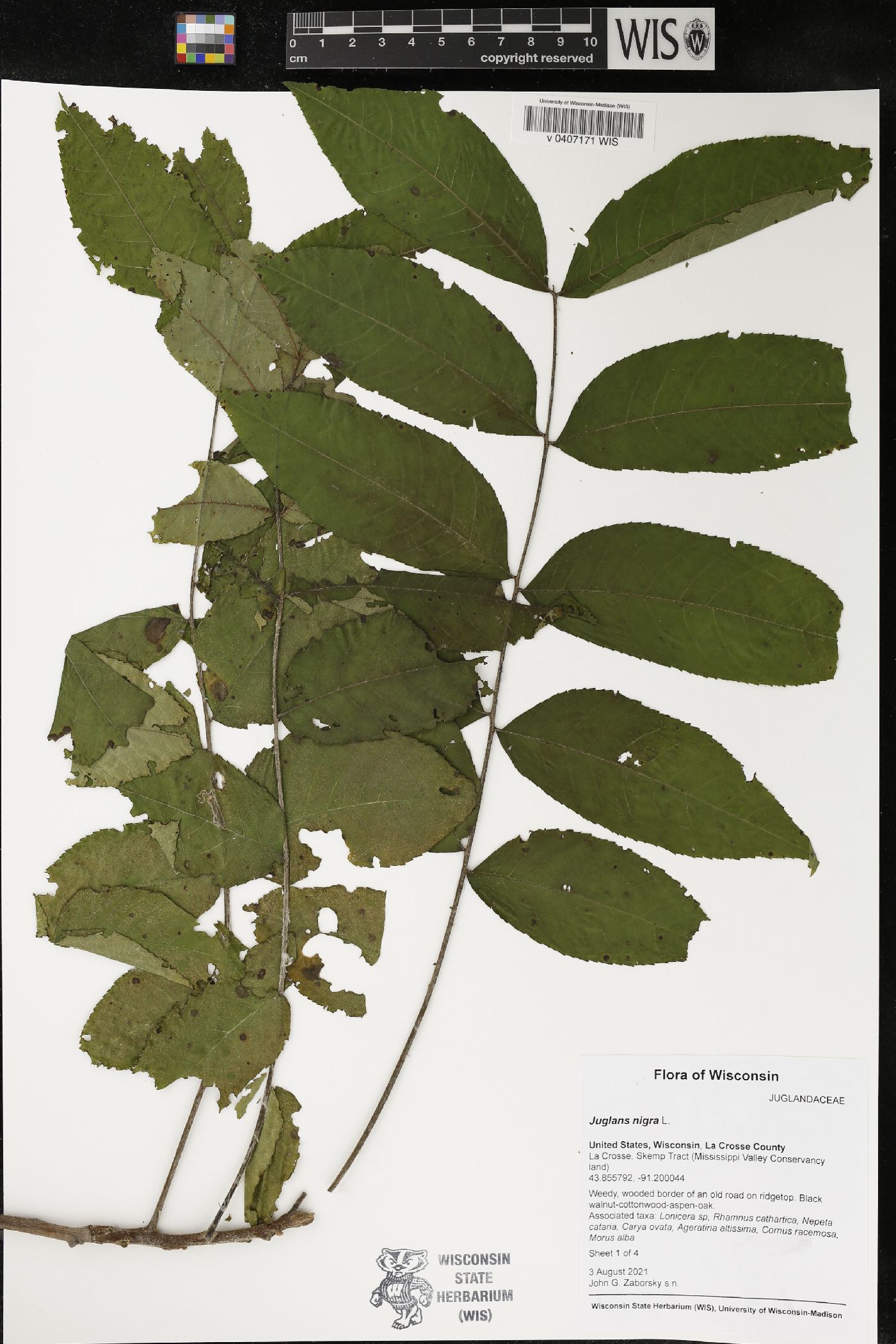 Juglans nigra image
