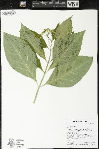 Asclepias exaltata image