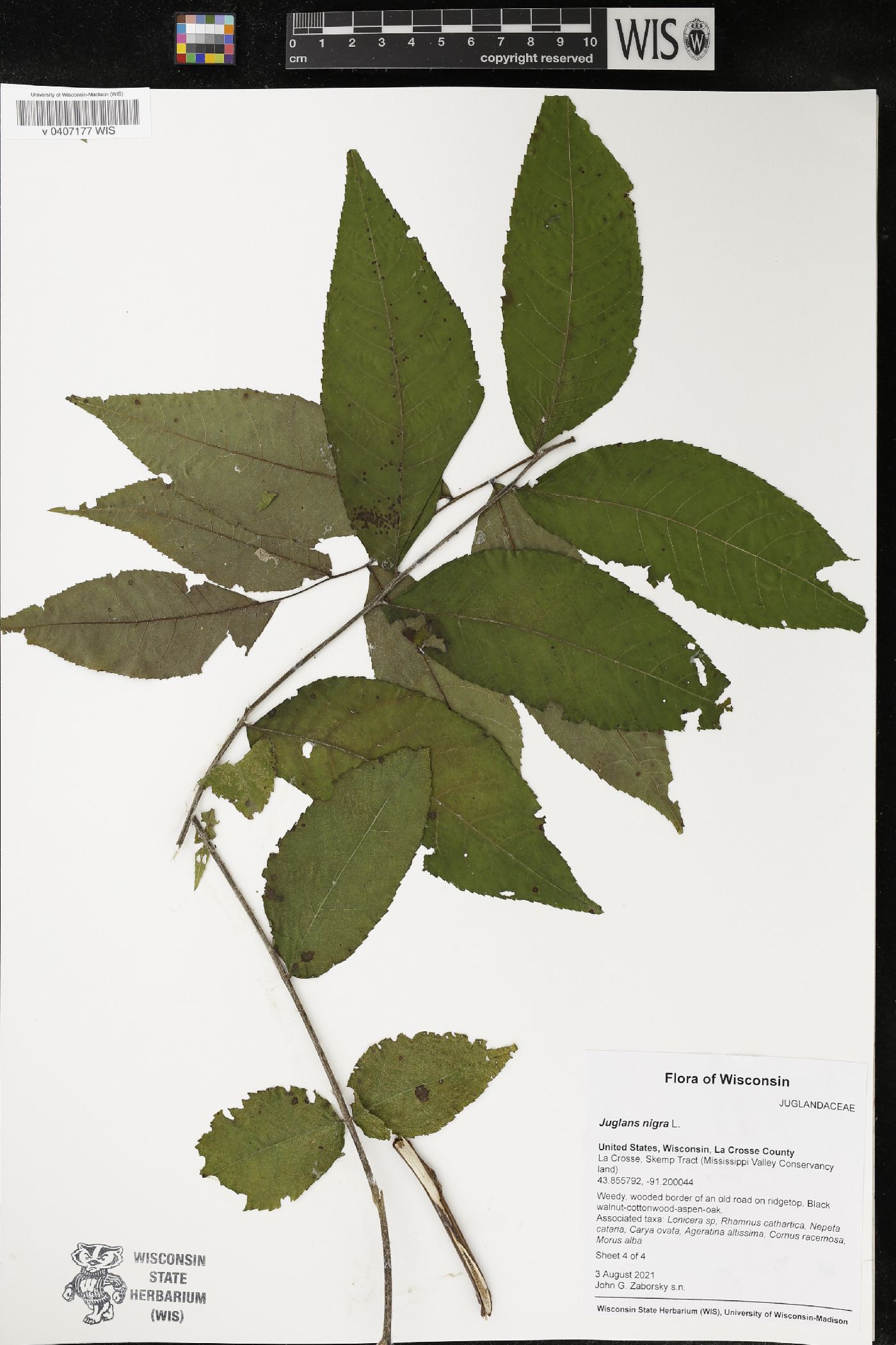 Juglans nigra image