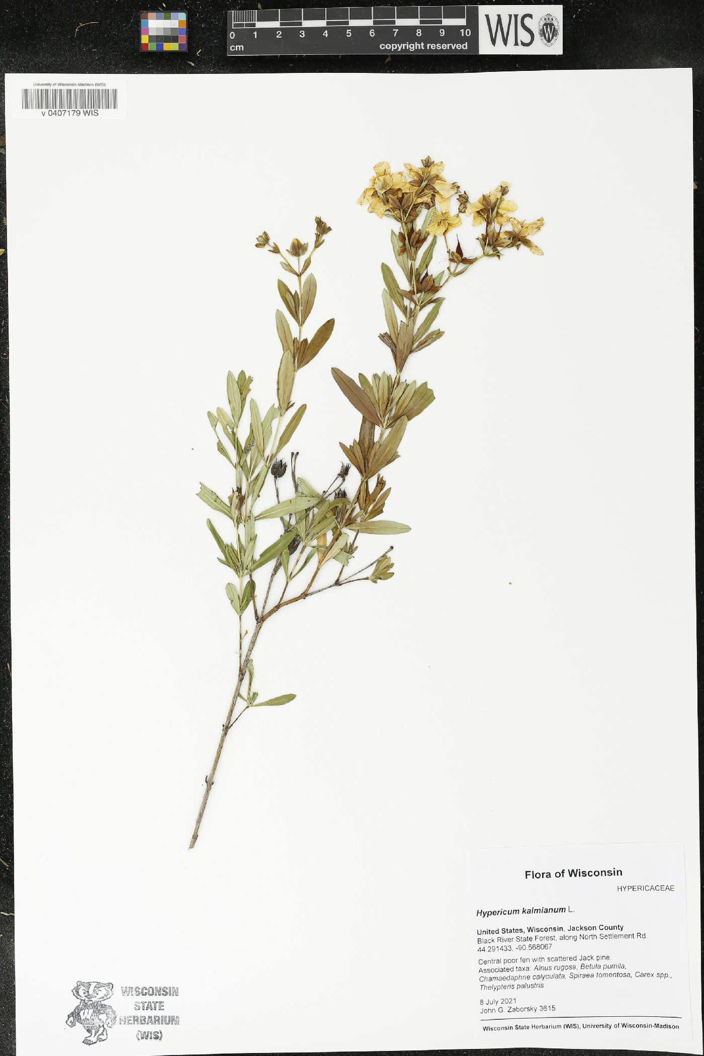 Hypericum kalmianum image