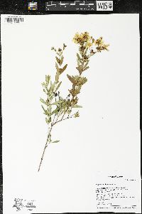 Hypericum kalmianum image
