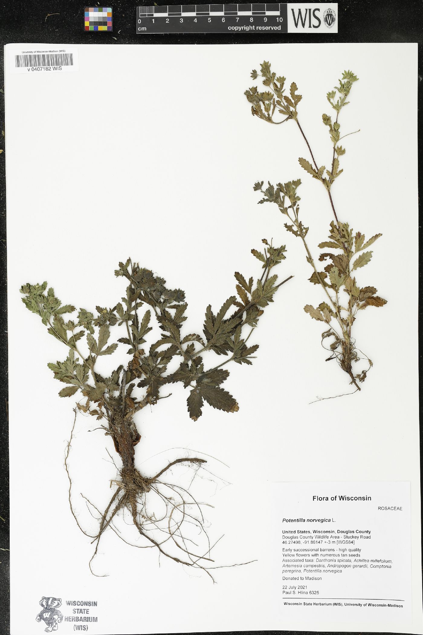 Potentilla norvegica image