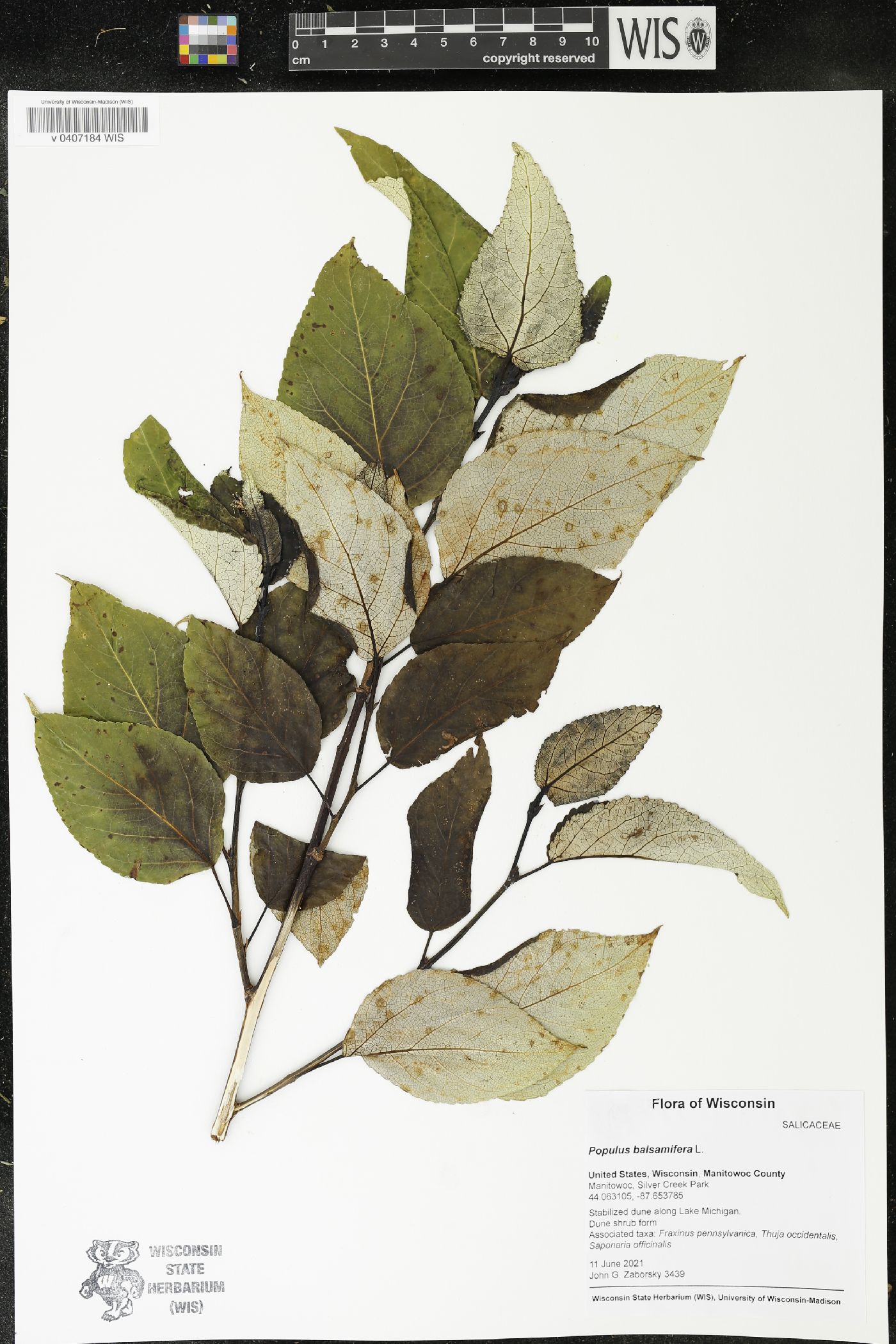Populus balsamifera image