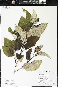 Populus balsamifera image