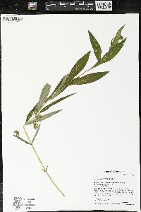 Lysimachia thyrsiflora image