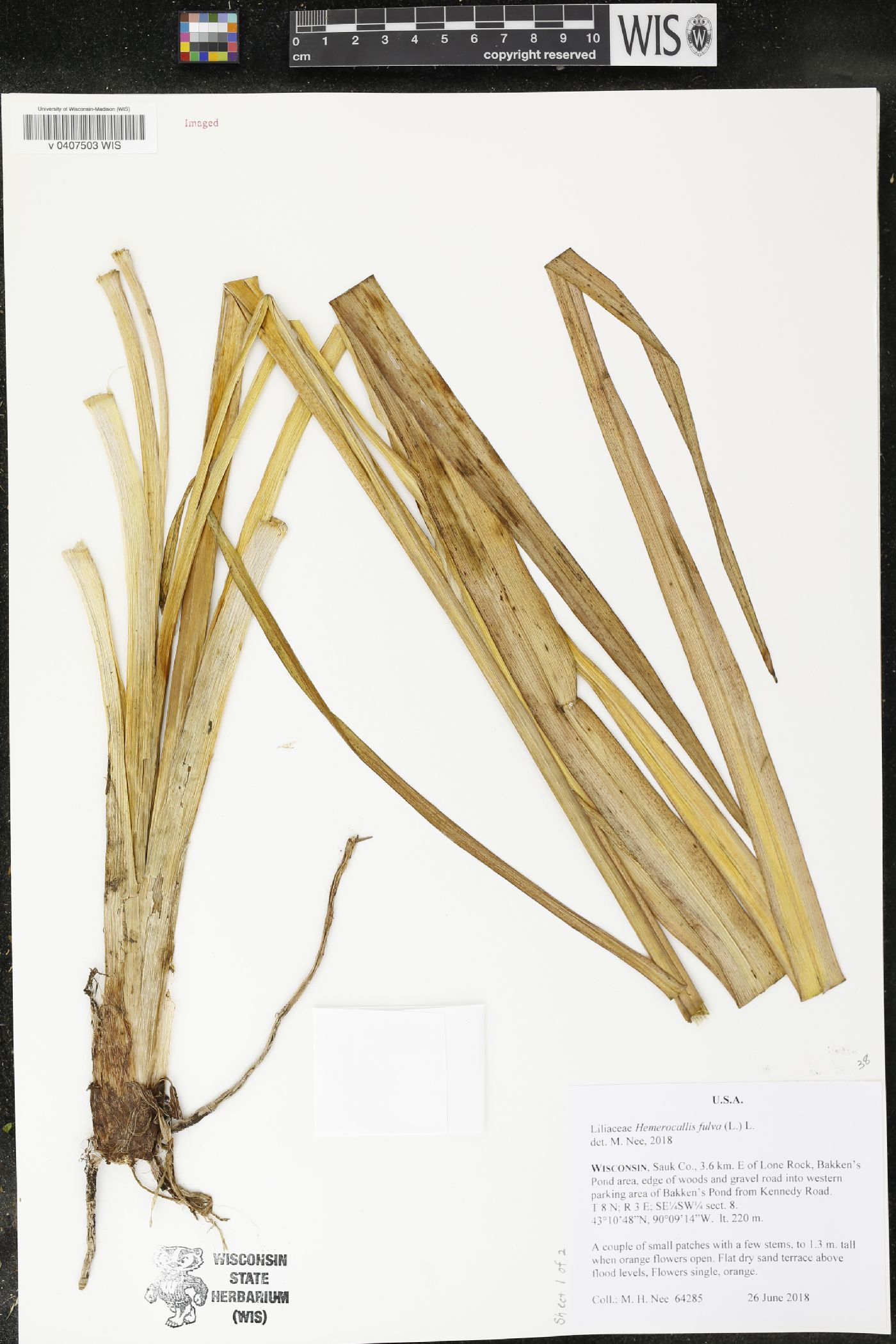 Hemerocallis fulva image