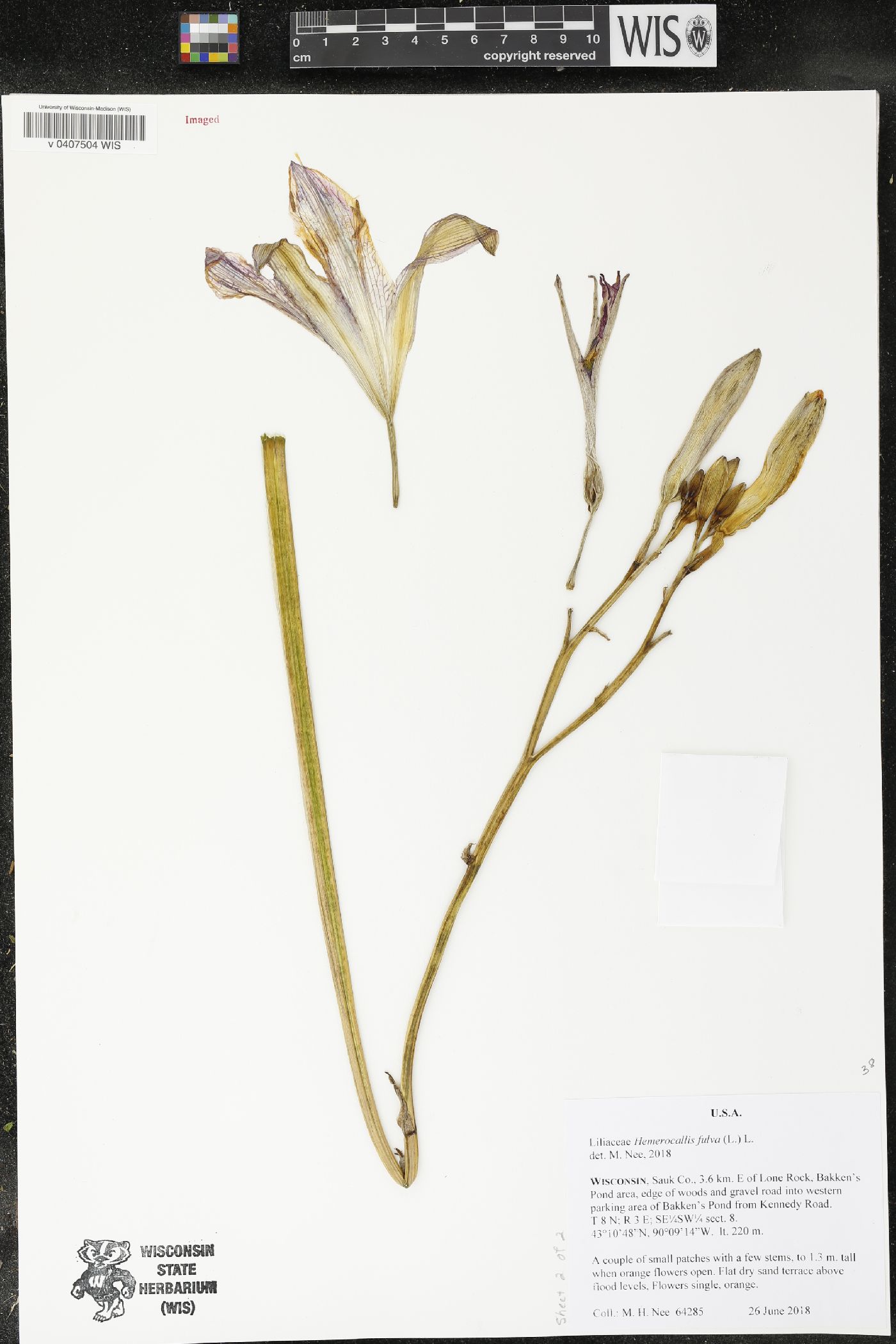 Hemerocallis fulva image