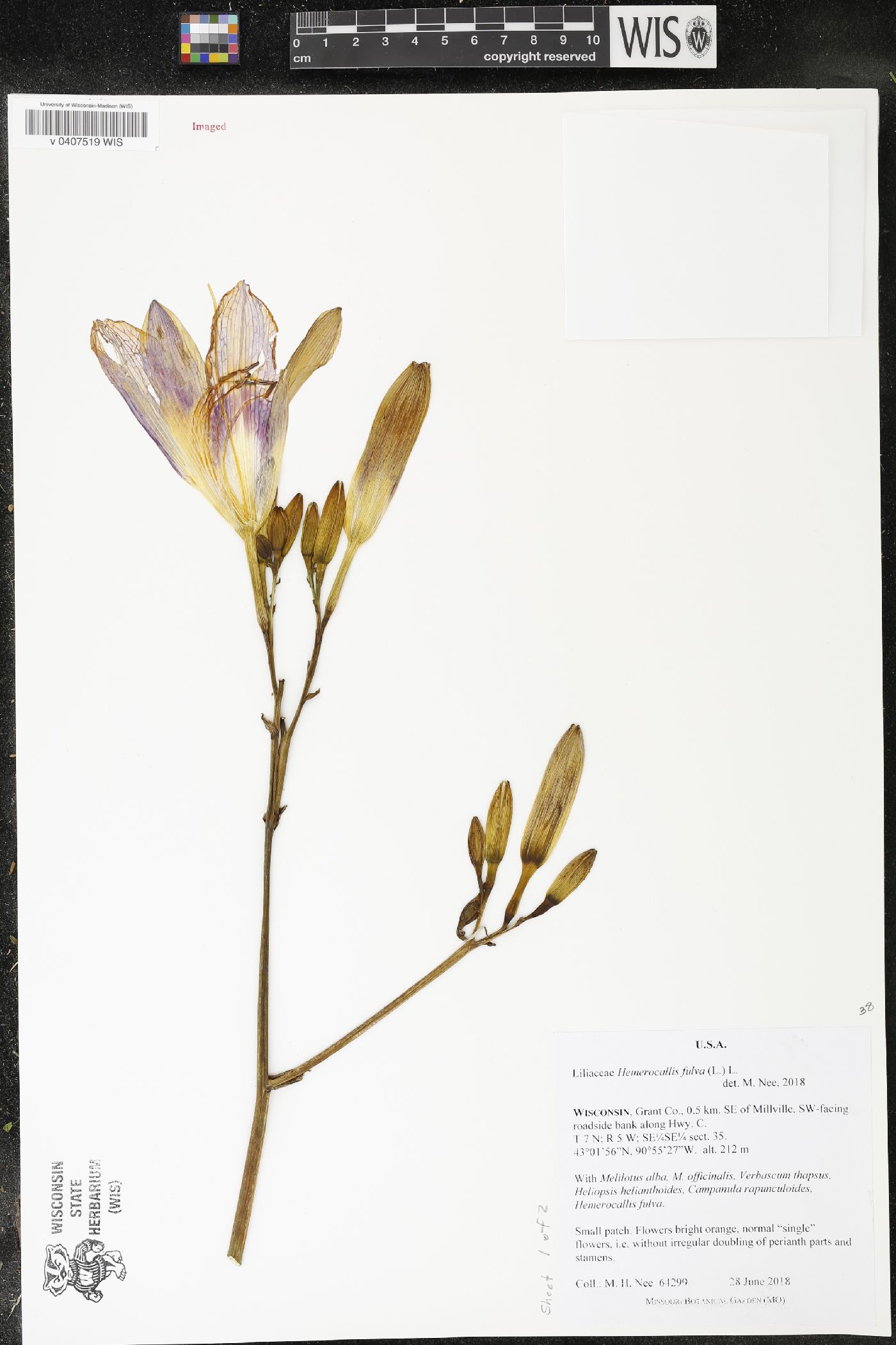 Hemerocallis fulva image