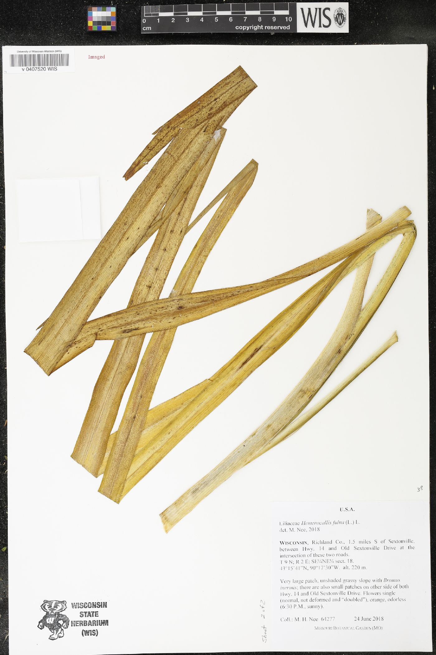 Hemerocallis fulva image