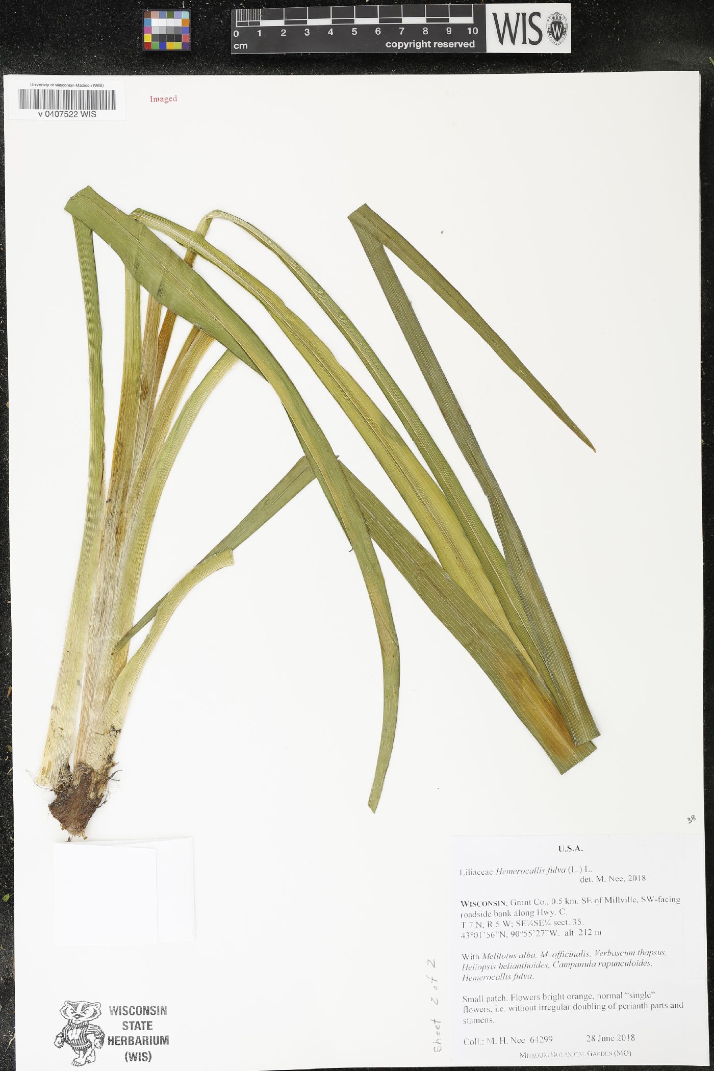 Hemerocallis fulva image