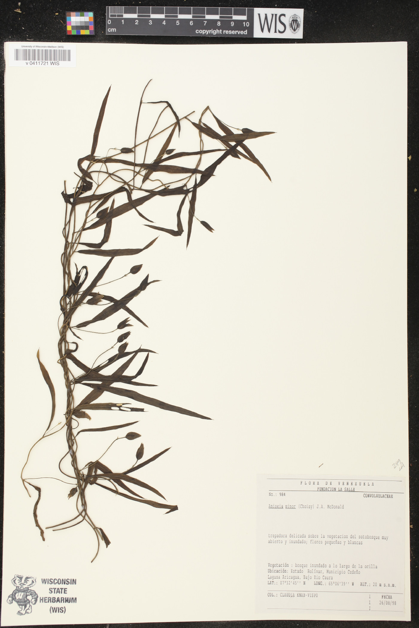 Aniseia image