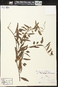 Aniseia martinicensis image