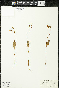 Pogonia ophioglossoides image