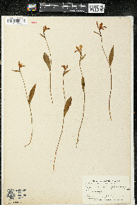 Pogonia ophioglossoides image