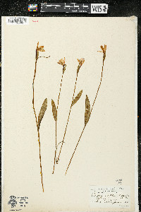 Pogonia ophioglossoides image