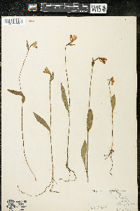 Pogonia ophioglossoides image