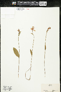 Pogonia ophioglossoides image