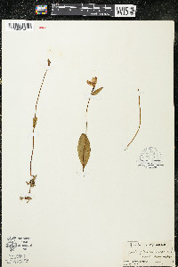 Pogonia ophioglossoides image