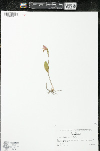 Pogonia ophioglossoides image