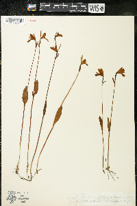 Pogonia ophioglossoides image