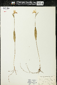 Pogonia ophioglossoides image