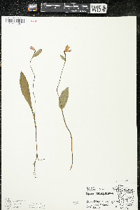 Pogonia ophioglossoides image