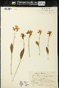 Pogonia ophioglossoides image