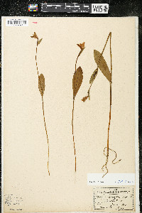 Pogonia ophioglossoides image